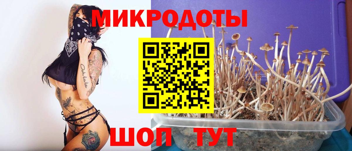 Черняховск  Псилоцибиновые грибы Cubensis  Вход с VPN 